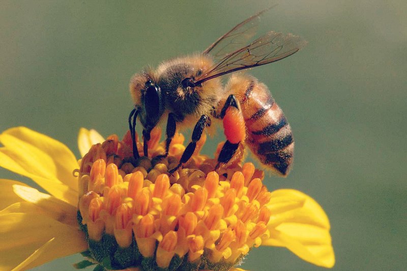 Bee-Pollen