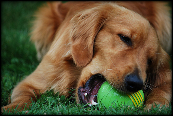 Aussie-Pet-Supplies