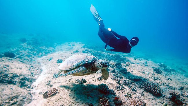 freediving-australia