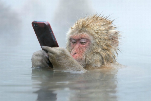 monkey-with-phone