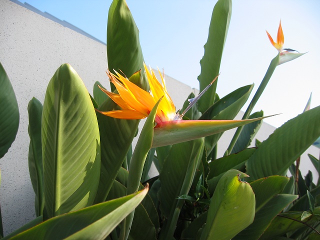 birds-of-paradise