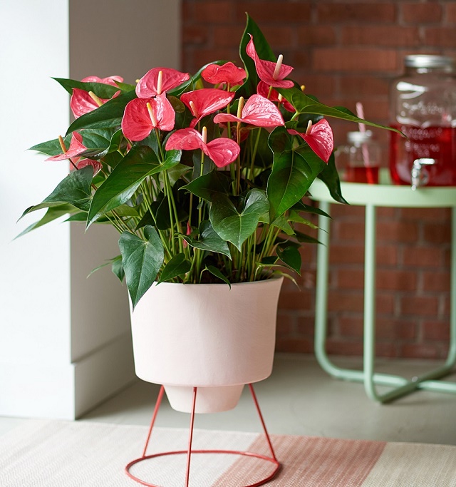 Pink anthurium