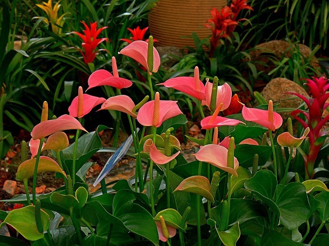 Rare-Flower-Anthurium