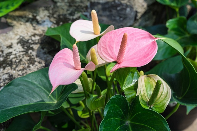 anthurium-garden