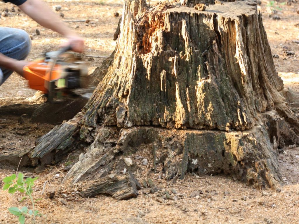 Professional tree roots removal