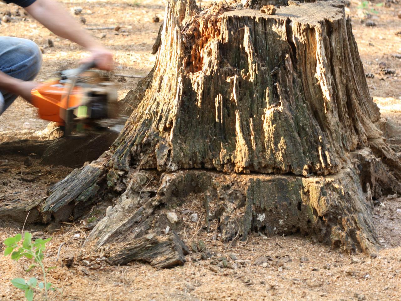 Tree Roots Remove Tree Roots Removal - Reasons Why You Should Leave It to the ...