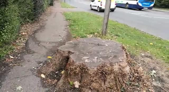 Тree stump blocking pavement