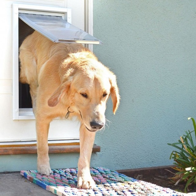 dog with dogs door