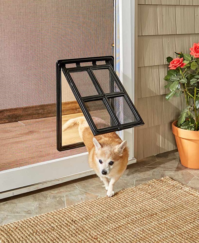little dog going through pets door