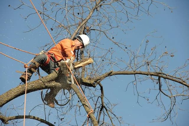 arborist cutting a tree