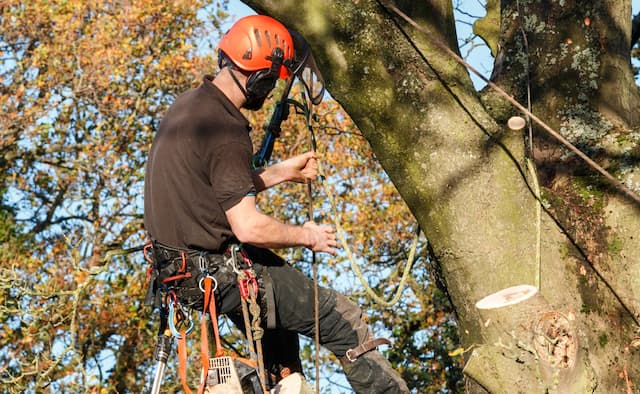 tree felling service