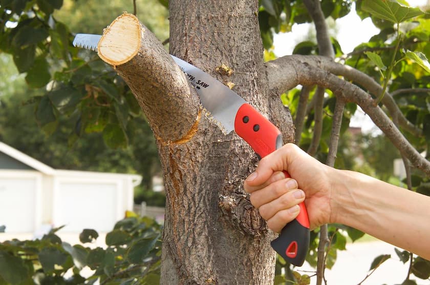 making final cut pruning tree branch