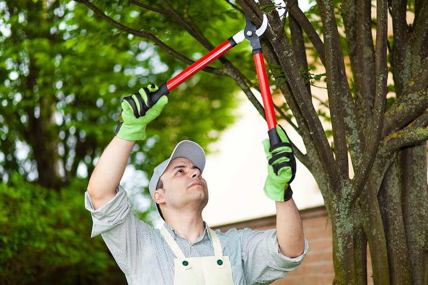 professional arborist tree pruning