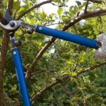 What Is Tree Pruning and Why It's Important
