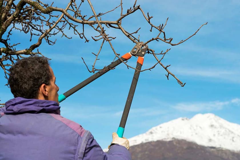 tree pruning in winter