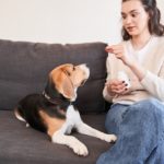Fortekor for Dogs: What You Should Know If It Was Prescribed for Your Pooch