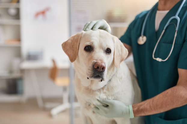 dog at the vet