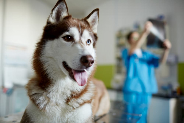 dog at the doctor