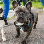 How to Choose the Right Dog Collar for Your Furry Friend