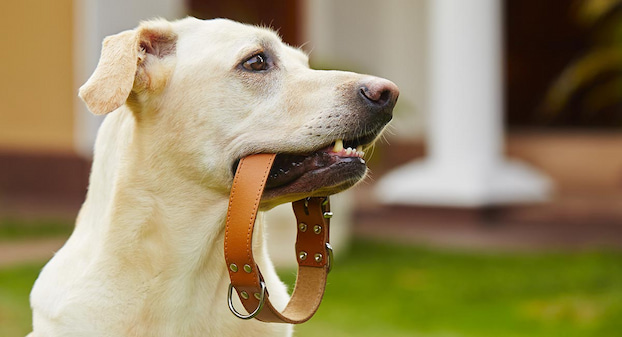 dog has collar in his mouth