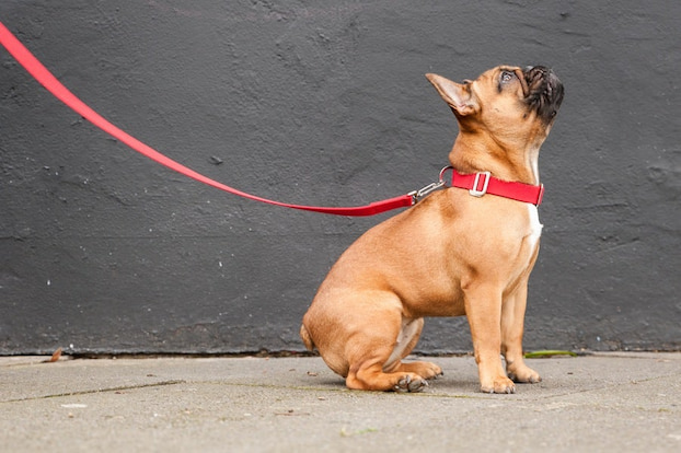 dog red standard collar