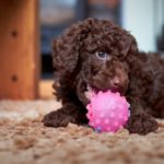 Poodle puppy chewing on a pink ball