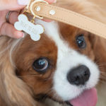 10 Best Dog Accessories for Every Pet Lover