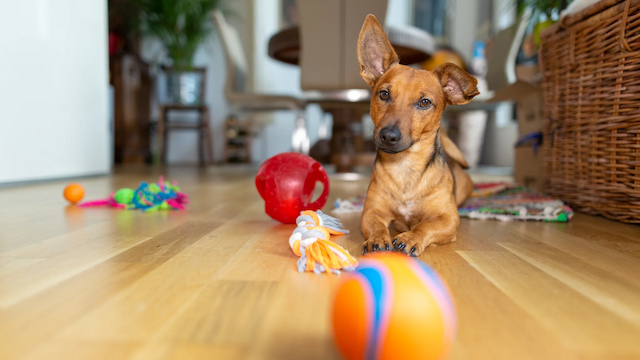 dog treat dispensing ball 