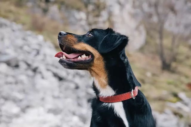 black dog with neck collar