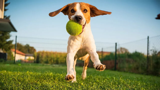 dog playing with ball