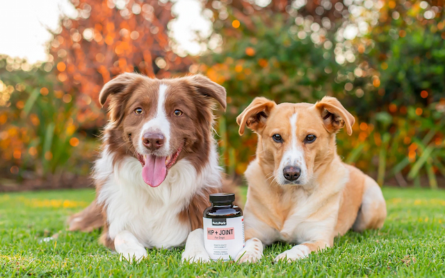 pet supplements