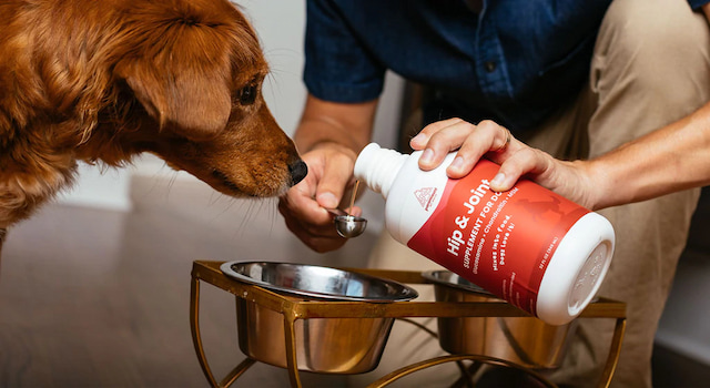 the right supplement for your dog