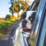 pet safety travel
