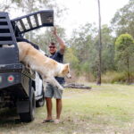 ute-dog-boxes