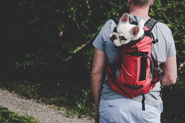 dog backpack