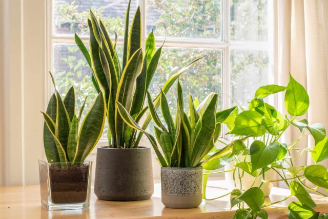 three indoor plant pots