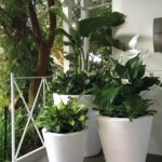 Finding Your Perfect Match: Choosing the Right Self-Watering Pot for Your Plants