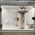 A poodle standing inside a modern, transparent pet grooming crate. The enclosure is well-lit, and the dog looks well-groomed and calm.