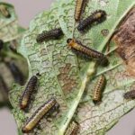 Elm-Leaf-Beetle-treatment