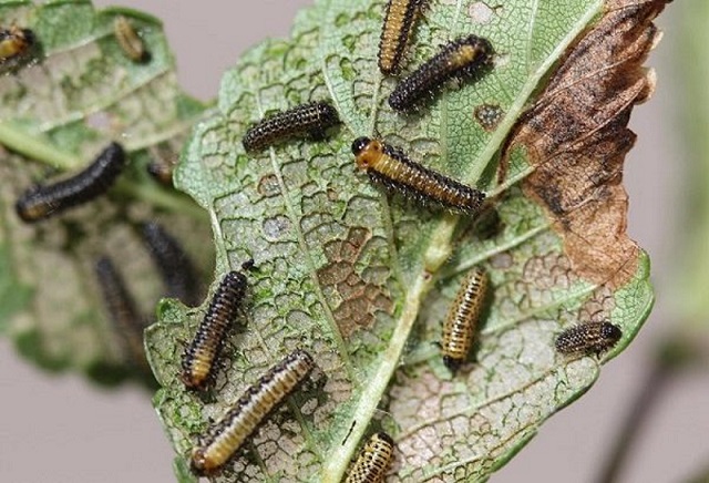 Elm-Leaf-Beetle-treatment