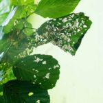 elm-leaf-beetle-treatment-service