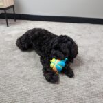 Puppy ball