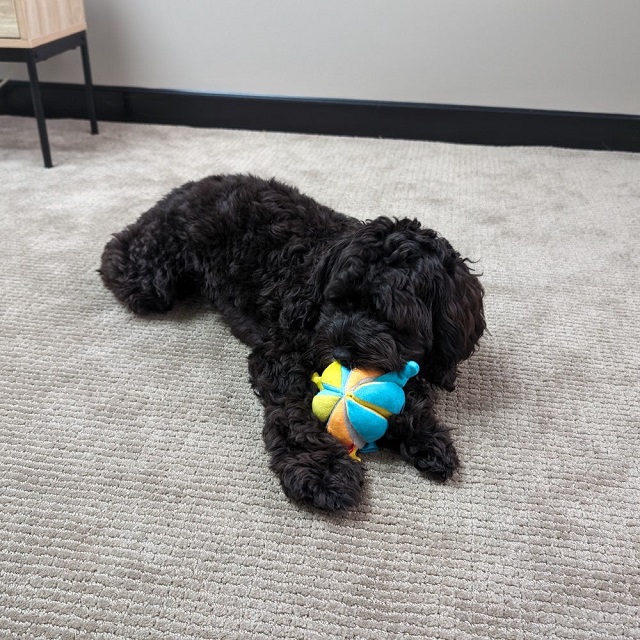Puppy ball