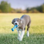 Dog toy