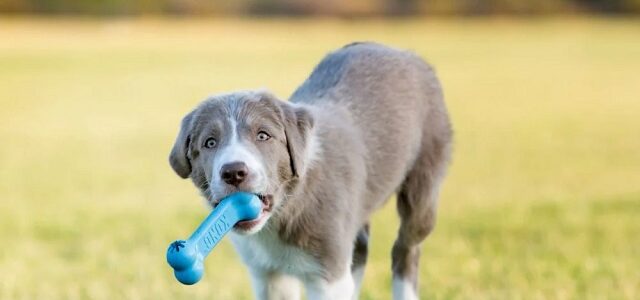 Dog toy