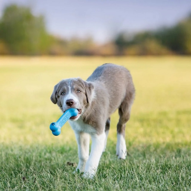 Dog toy