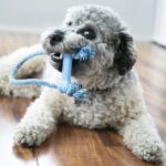 Puppy goodie bone with a rope